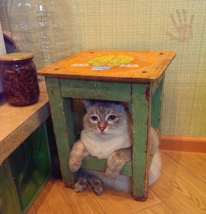 cat