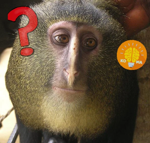 monkey